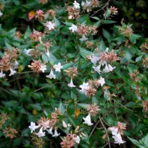 Abelia | Abelya Güzellik Çalısı