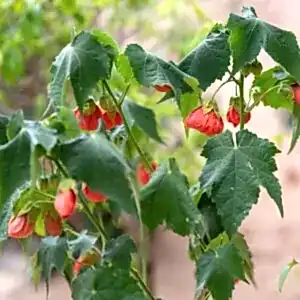 Abutilon | Güzelhatmi