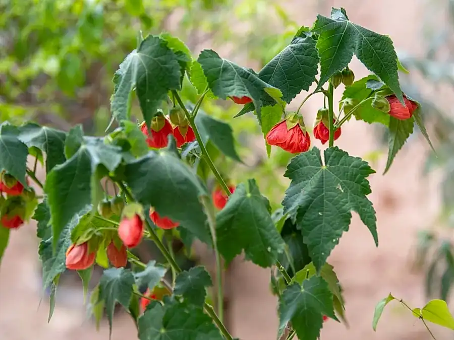Abutilon | Güzelhatmi