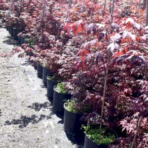 Achillea | Civanperçemi