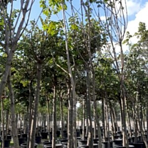 Aesculus | At Kestanesi