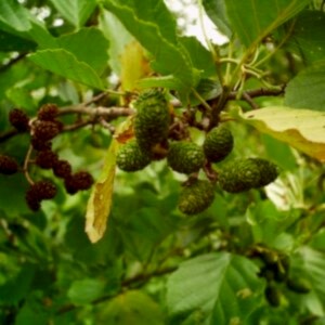 Alnus | Kızılağaç