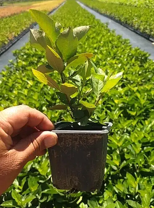 Aronia | Aronya Rus Yaban Mersini