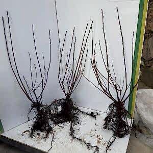 Aronia | Aronya Rus Yaban Mersini