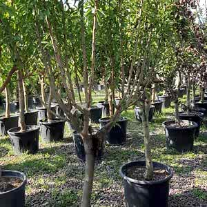Prunus amygdalus | Badem