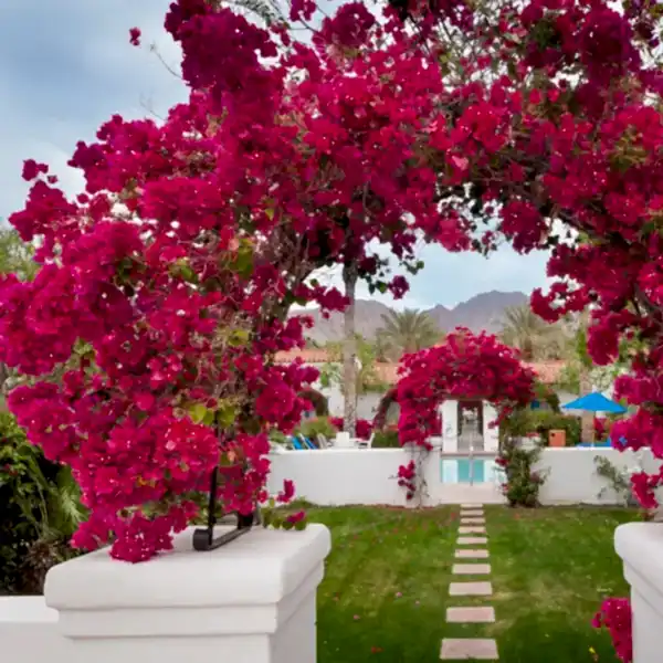 Bougainvillea begonvil