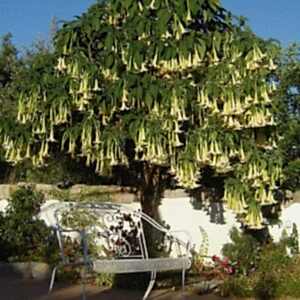 Brugmansia Melek Borusu