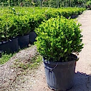 Buxus | Şimşir