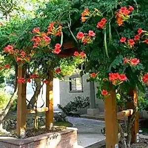 Campsis | Acem Borusu