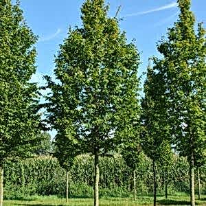Carpinus | Gürgen