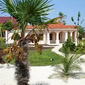 Chamaerops | Tüylü Palmiye