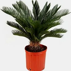 Cycas | Japon Sago Palmiyesi