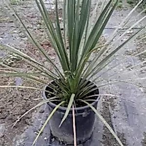 Dracena | Drasena