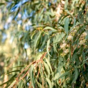 eucalyptus tree branch