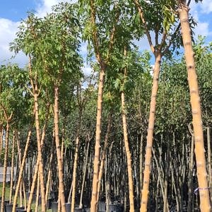 Fraxinus | Dışbudak