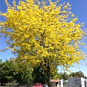 Gleditsia | Gladiçya