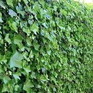 Hedera | Duvar Sarmaşığı
