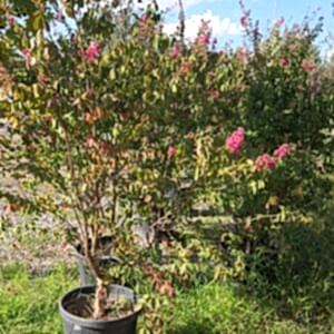 Lagerstroemia | Oya