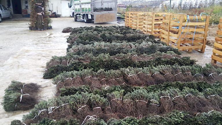 köklü lavanta fidesi