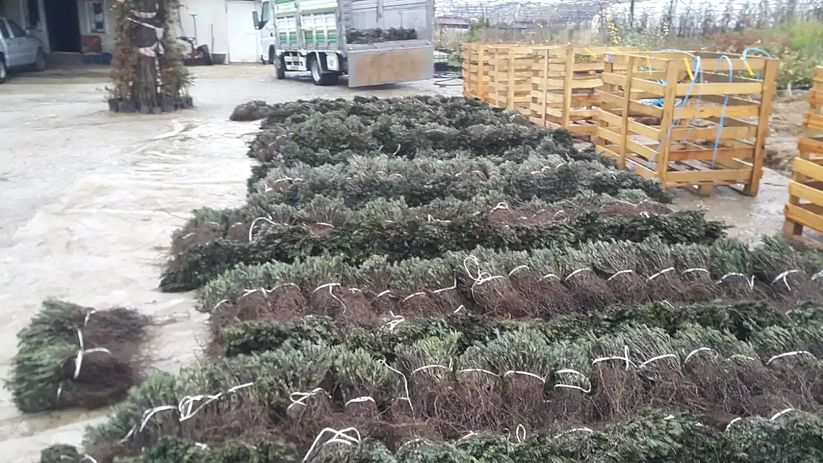 köklü lavanta fidesi