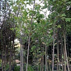 Liriodendron | Lale Ağacı