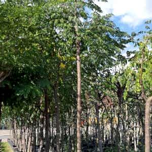 Melia | Tesbih Ağacı