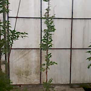 Wisteria | Mor Salkım