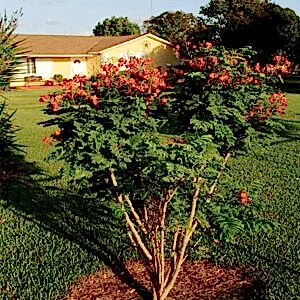 planted caesalpiniapulcherrima dwarfpoinciana