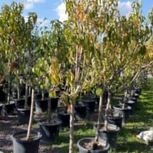 Prunus persica | Şeftali