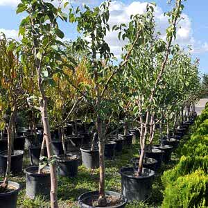 Pyrus pyrifolia | Japon Armut