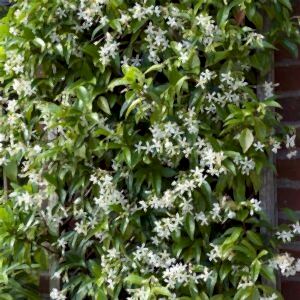 Rhyncospermum | Arap Yasemini