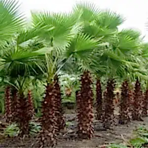 Washingtonia | Palmiye
