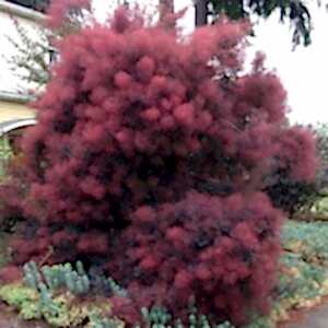 Cotinus Royal Purple