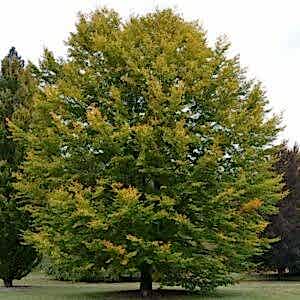 fagus sylvatica
