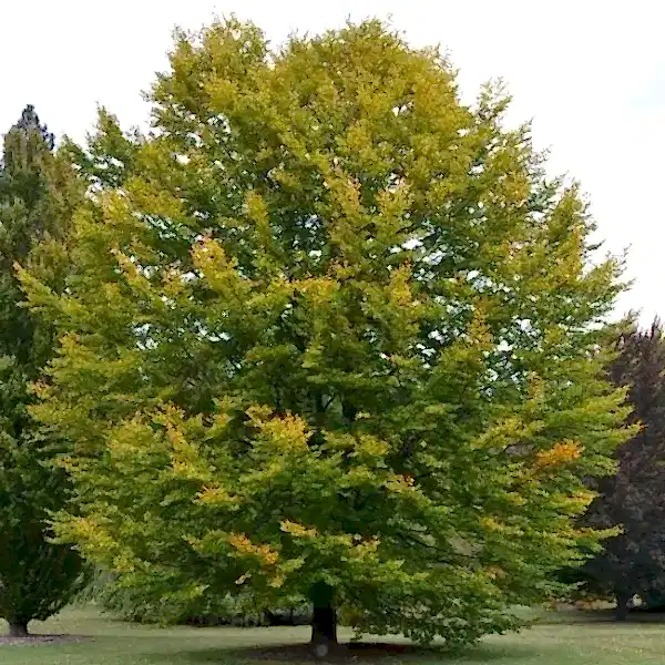 fagus sylvatica