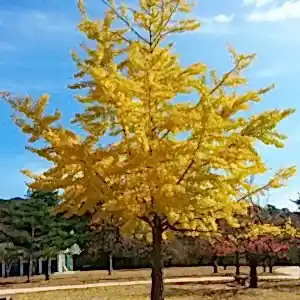 Ginkgo | Mabet Ağacı