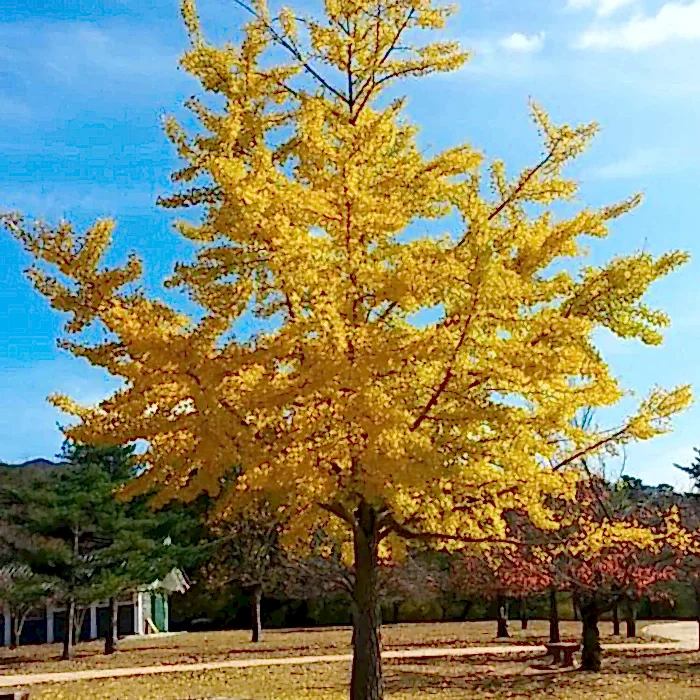 Ginkgo | Mabet Ağacı