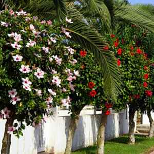 Hibiscus | Gül Hatmi