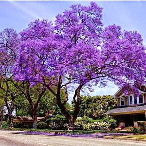 Jacaranda | Jakaranda