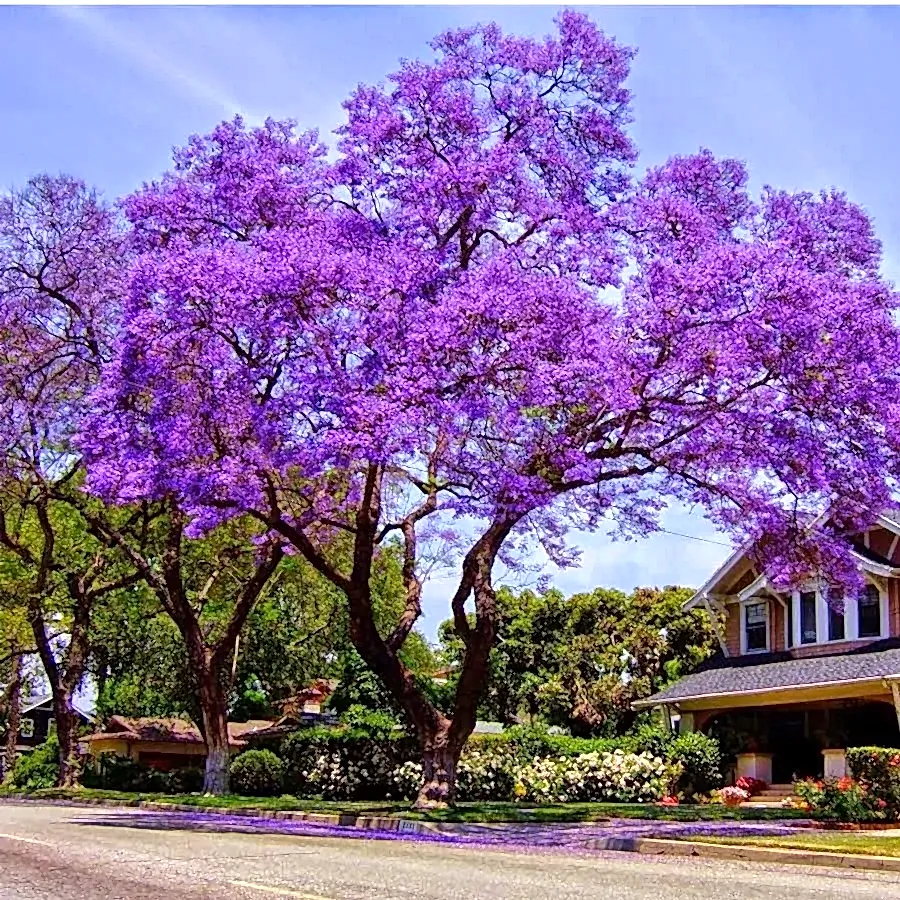Jacaranda | Jakaranda